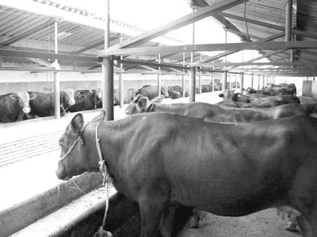 產(chǎn)業(yè)發(fā)展看平?jīng)觥捌經(jīng)黾t?！眽?nèi)開(kāi)花墻外紅