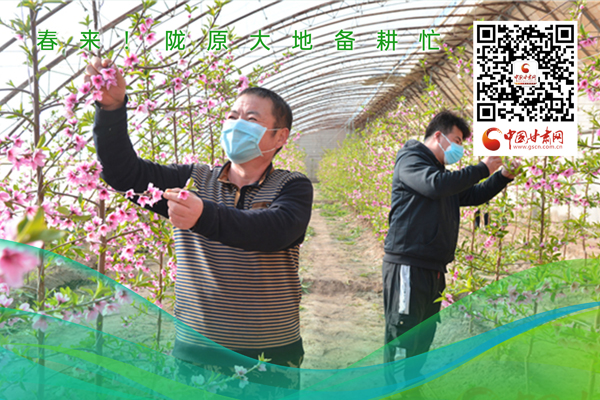 海報(bào)丨春來！隴原大地春耕忙