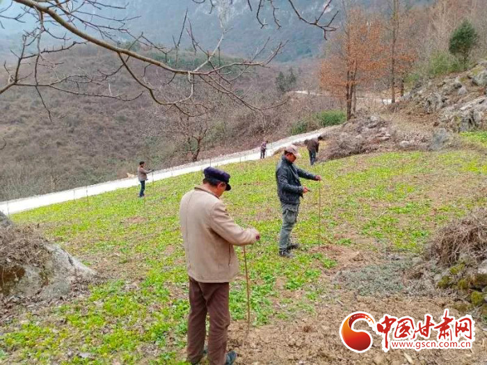 【甘肅全民戰(zhàn)“疫”】戰(zhàn)“疫”中，隴南稻坪的春天