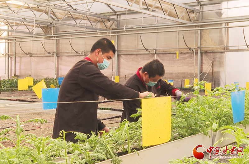 甘肅臨澤：訂單農(nóng)業(yè)穩(wěn)增收 農(nóng)戶(hù)致富信心足（圖）