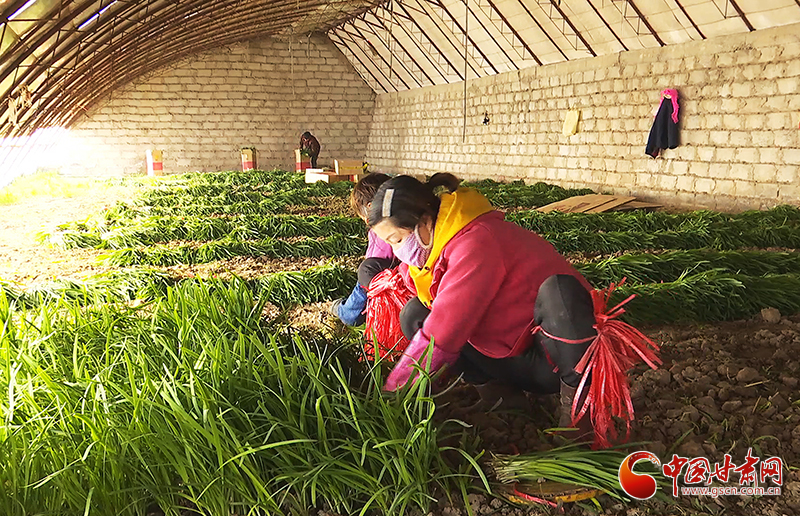 【甘肅全民戰(zhàn)“疫”】瓜州：守住“安全線(xiàn)” 鼓起“錢(qián)袋子”（圖）