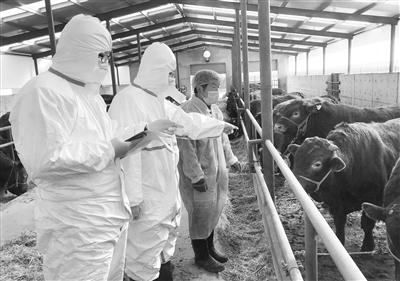 甘肅三農(nóng)丨甘肅西門塔爾牛持續(xù)供應澳門市場