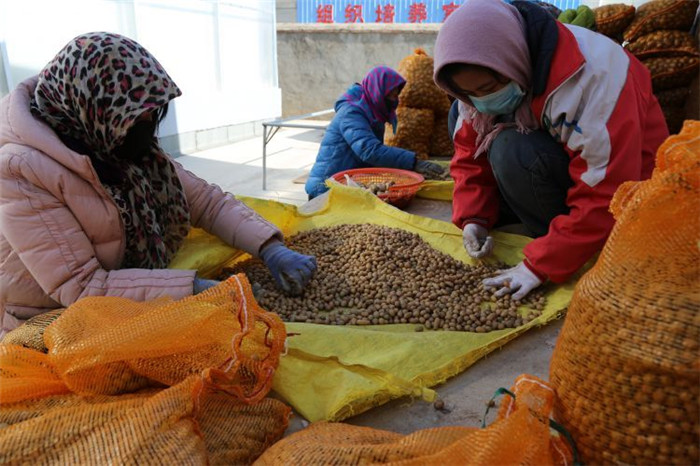 了不起！甘肅定西馬鈴薯良種出口7個(gè)國(guó)家