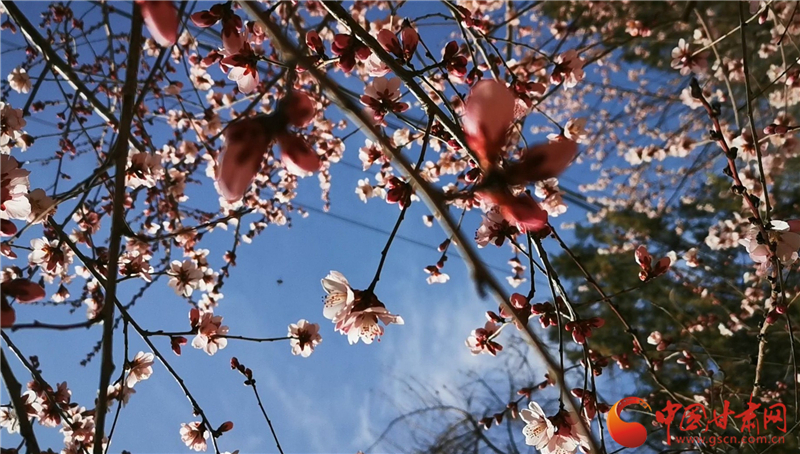 【微視頻】蘭州：九州臺上春光美