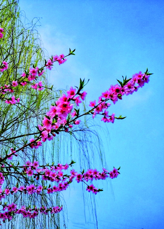 銅城桃花嫵媚綻放！君莫宅家辜負(fù)春光美景