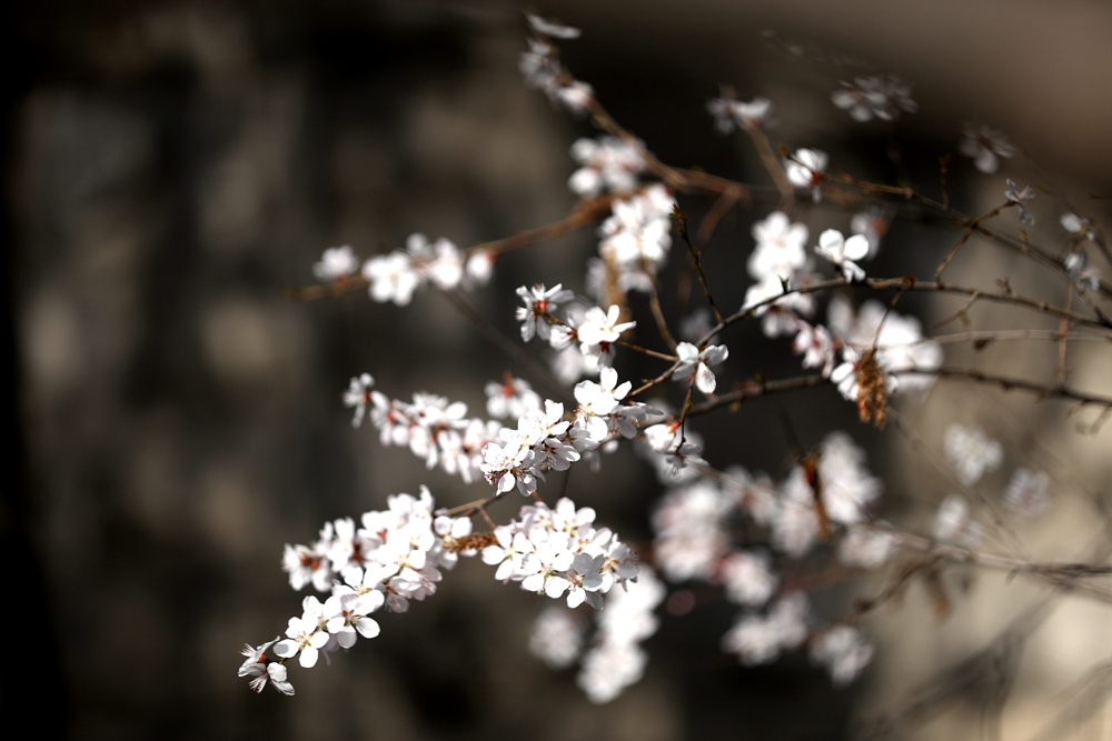 海報(bào)|花開隴原，甘肅這些景區(qū)正在復(fù)蘇！