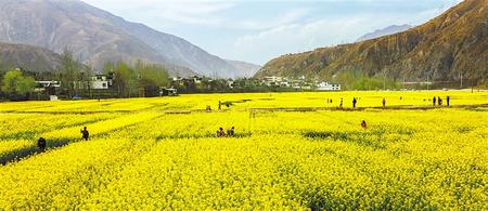 【堅持兩手抓 奪取雙勝利】甘肅省春耕生產(chǎn)有序推進(jìn)