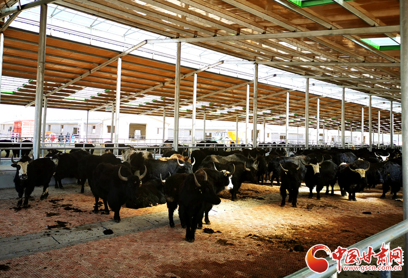 【甘肅省決戰(zhàn)決勝脫貧攻堅】農(nóng)牧結(jié)合養(yǎng)起“脫貧?！?產(chǎn)業(yè)增效共唱“致富歌”