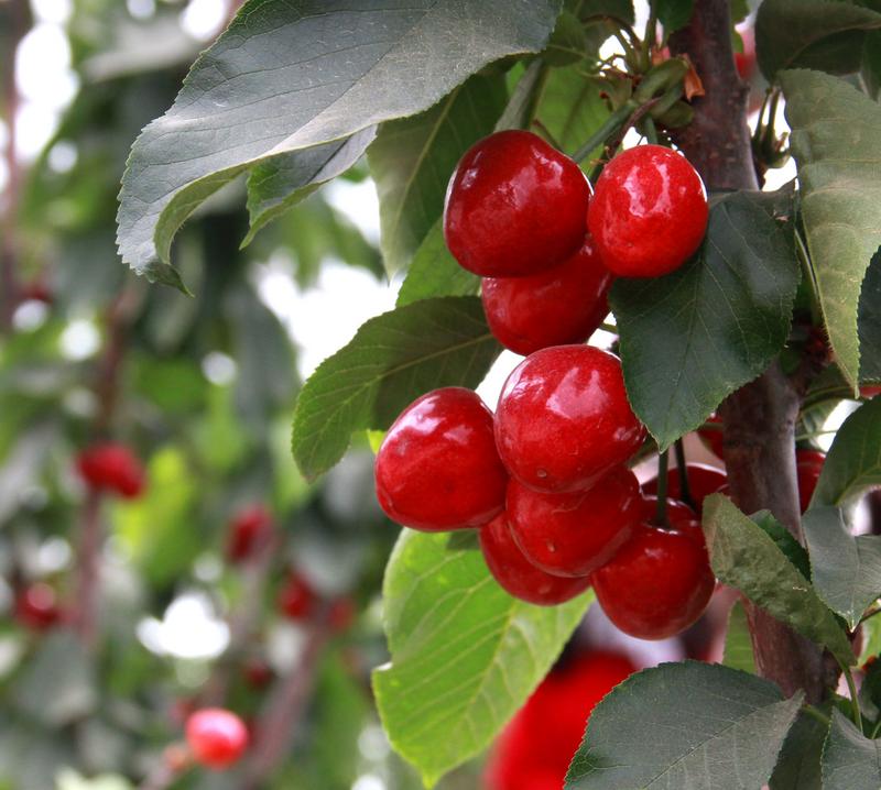 趕緊約起來！民勤紅旗谷櫻桃采摘園開園啦！