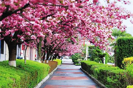 【印象隴原】去兩當(dāng)，與櫻花赴約