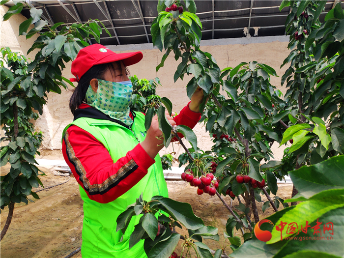 【甘肅省決戰(zhàn)決勝脫貧攻堅(jiān)】武威民勤：科技助推現(xiàn)代農(nóng)業(yè) “靚菜俊果”惹人愛(ài)