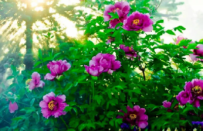 【“甘味”故事】“百花王”駕到！國色傾城正當時