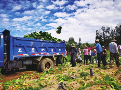 蘭州紅古區(qū)蘭西城市群“菜籃子”基地帶農民走上致富路
