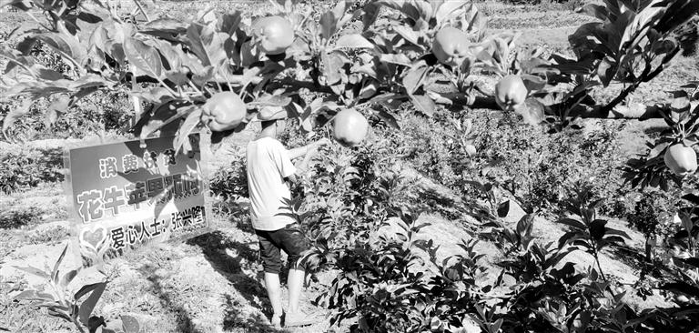 “于堡村果園”開張記——認(rèn)購“一棵樹”，結(jié)出“致富果”