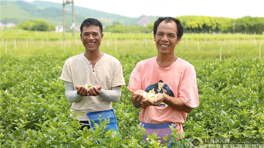 【你笑起來(lái)真好看】不等不靠 百色人民靠勤勞雙手走上小康路
