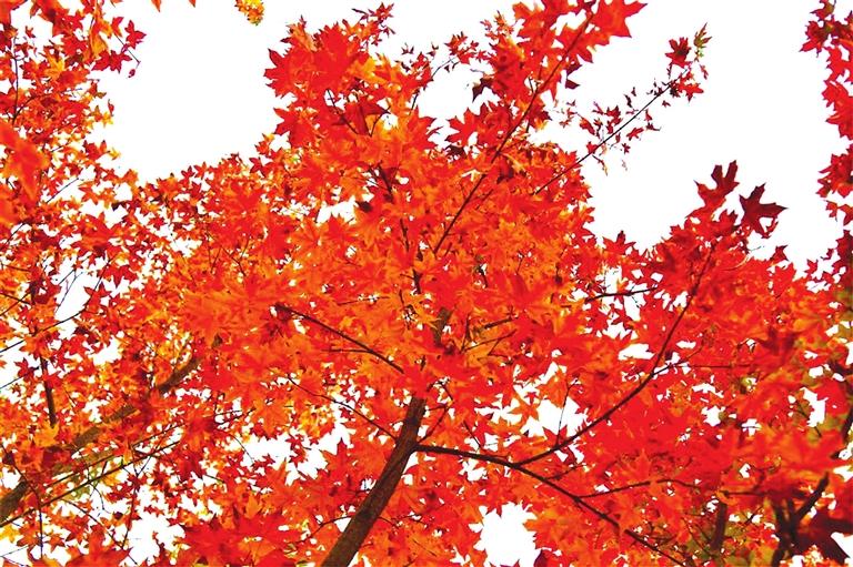 出彩啦！蘭州高校秋景驚艷來(lái)襲，快到秋日調(diào)色盤里pick你的母校