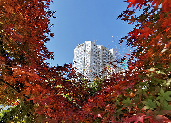 康縣：山城秋色正濃 秋色更美