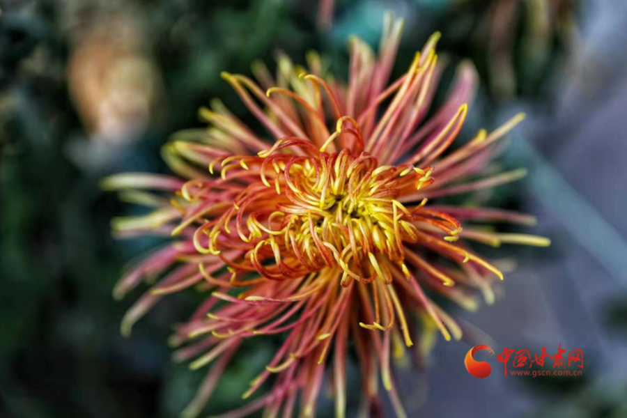 十五年，鍥而不舍終夢圓——寫在蘭州市入選全國文明城市之際