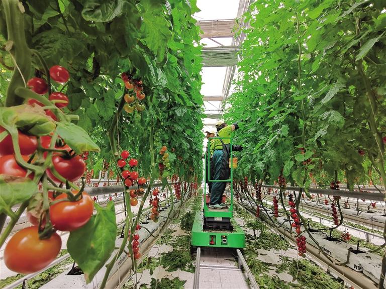 精準化管理 標(biāo)準化品質(zhì) 蘭州新區(qū)番茄獲全球良好農(nóng)業(yè)規(guī)范認證