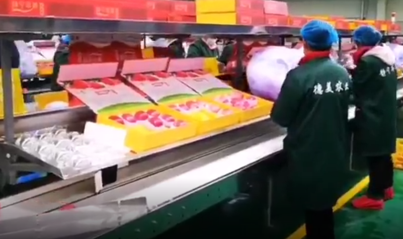 【獨(dú)家視頻】快訊丨甘肅省委副書(shū)記、代省長(zhǎng)任振鶴在靜寧縣調(diào)研蘋(píng)果產(chǎn)業(yè)發(fā)展