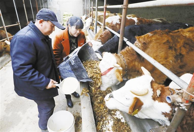 我和我的家鄉(xiāng)丨定西臨洮縣黨家墩村：“?！碑a(chǎn)業(yè)帶來“?！比兆?>
        </a><em>我和我的家鄉(xiāng)丨定西臨洮縣黨家墩村：“?！碑a(chǎn)業(yè)帶來“牛”日子</em></li>
    <li><a  target=