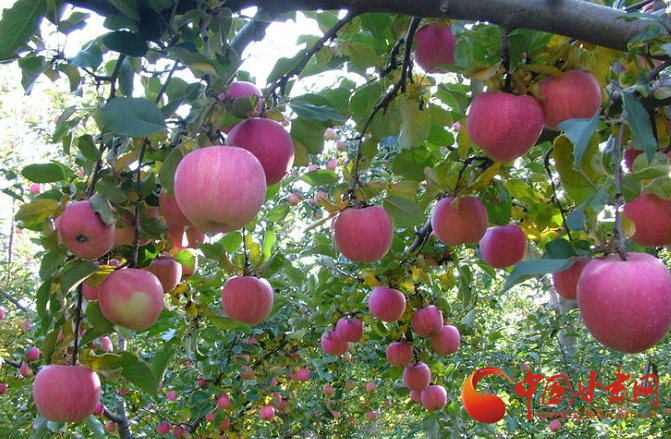 莊浪：聚力產(chǎn)業(yè)發(fā)展 促進(jìn)農(nóng)業(yè)轉(zhuǎn)型升級