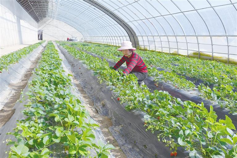 臨夏縣農(nóng)民在溫室大棚里開(kāi)展農(nóng)業(yè)生產(chǎn)
