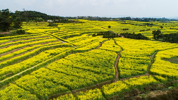 千余畝油菜花盛開。廖濤 攝