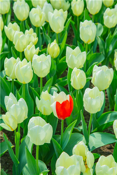 花叢中，別具一格。羅云希 攝