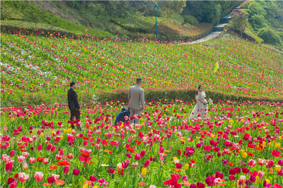 花海間，拍上一組美美的婚紗照。羅云希 攝