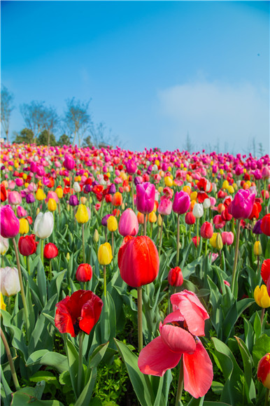 花的海洋。羅云希 攝