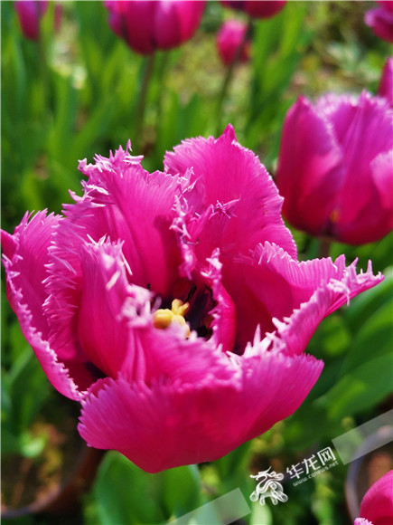 特色郁金香品種，花邊呈鋸齒狀。華龍網(wǎng)—新重慶客戶端記者 舒婷 攝