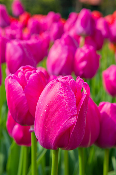 郁金香嬌艷欲滴。羅云希 攝