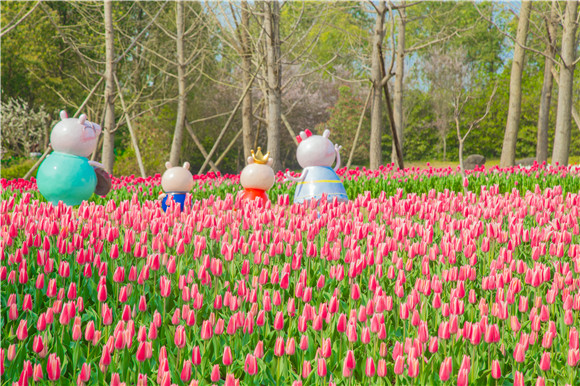 長壽湖郁金香次第開放。羅云希 攝