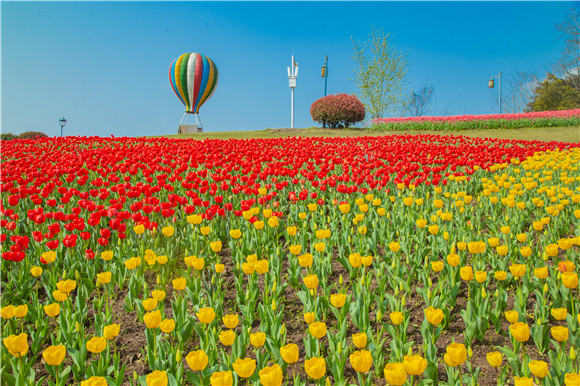 長壽湖郁金香開得正好。羅云希 攝