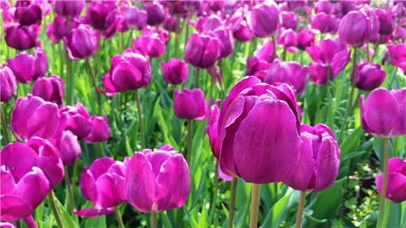 紫色郁金香。華龍網(wǎng)—新重慶客戶端袁舒含 攝