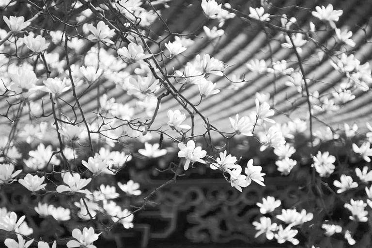 天水雙玉蘭堂，吟杜甫詩 煎泉水茶 賞白石書法