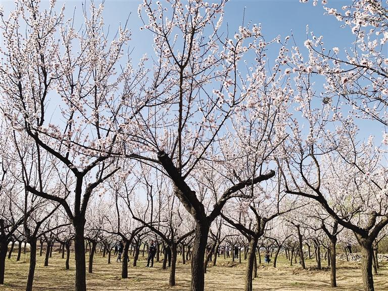 唐汪川的杏花開了！周邊游再添好去處