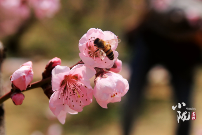【小隴畫報·113期】最美人間四月天，灼灼桃花映秦安