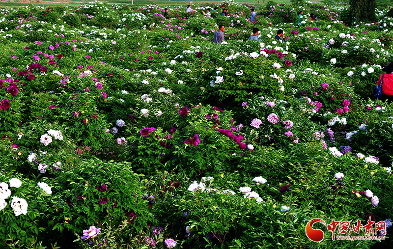 閱盡繁花盛景！定西文旅邀您共赴“紫斑牡丹”之約