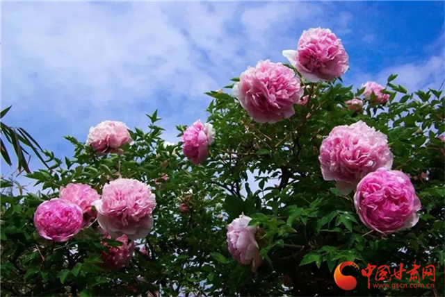 【五一游甘肅】暢游“臨洮縣紫斑牡丹文化旅游節(jié)”，這份攻略請收下！