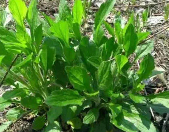 注意！路邊的野菜可不能亂采