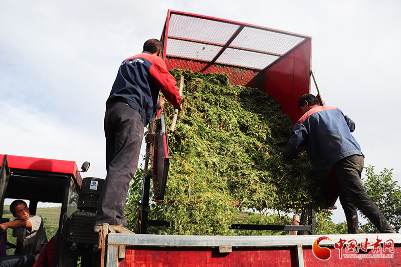 【小康圓夢·看甘肅】平?jīng)鲮o寧：“糧改飼”帶動(dòng)種養(yǎng)殖業(yè)走出綠色發(fā)展新路子