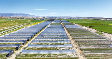 武威天?？h松山鎮(zhèn)德吉新村秀珍菇科技產(chǎn)業(yè)園初具規(guī)模