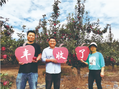 甘谷蘋果年產值18億元的背后