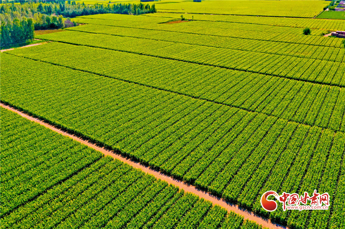 甘肅：多部門聯合制定20條金融措施 推動隴原鄉(xiāng)村全面振興