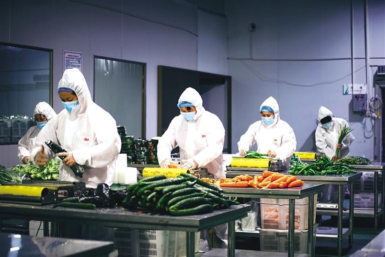 力保蘭州城區(qū)蔬菜供應(yīng) 榆中縣每天保證凈菜出庫(kù)品類(lèi)達(dá)20余種數(shù)量超30噸