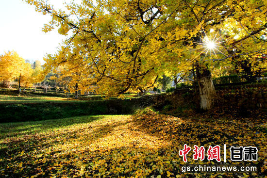 隴南徽縣銀杏樹最美的時(shí)候，當(dāng)屬每年的10月至11月。圖為樹葉已染黃的銀杏樹。張承榮 攝
