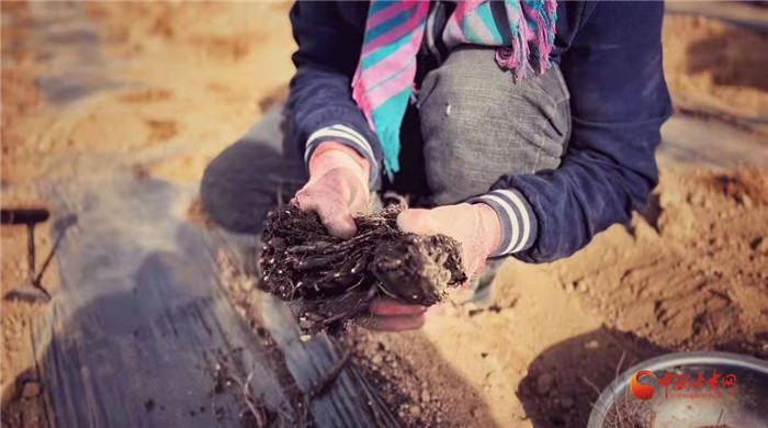 【隴拍客】好消息！榆中縣馬坡鄉(xiāng)在高海拔的馬銜山山麓種植1500畝當(dāng)歸