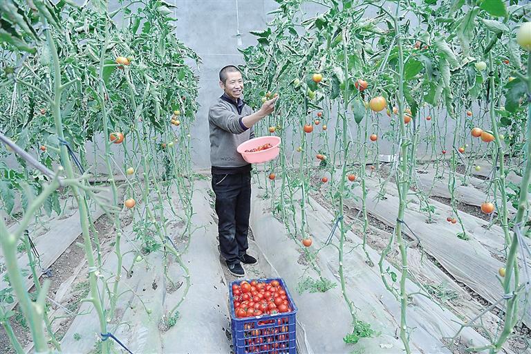 臨夏縣尹集、刁祁鎮(zhèn)易地扶貧搬遷后續(xù)產(chǎn)業(yè)園有日光溫室534座